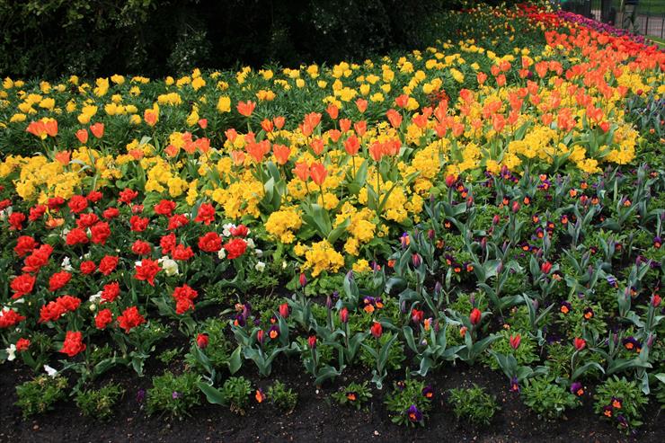 w ogrodzie w parku - Parks_Spring_Tulips_Primula_Pansies_St_James_Park_564435_2700x1800.jpg