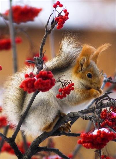 3.Jesienna - 34171-Squirrel-Red-Berries.jpg