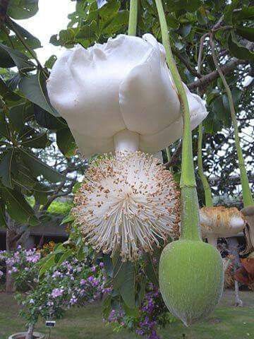 Mauritius - Baobab flower and fruit.jpeg