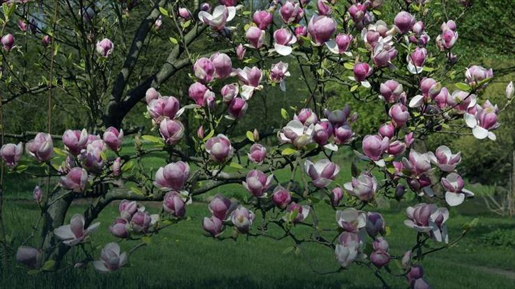 Magnolie  - -magnolie-.jpg