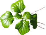 POBRANE__ - Various Leaves 5 117a.png