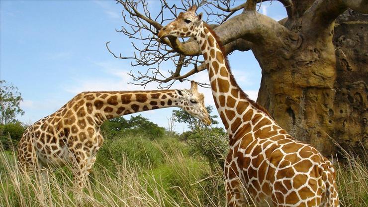  TAPETY HD  .................. - two_giraffes_serengeti-1920x1080.jpg
