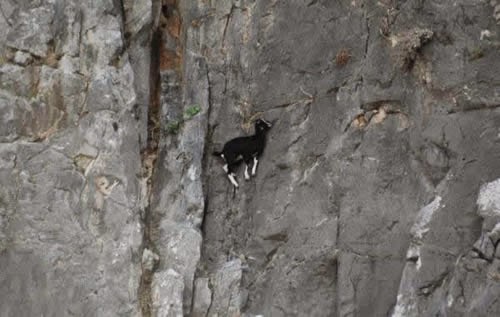 kozice - 60 Mountain Goats are Awesome.jpg